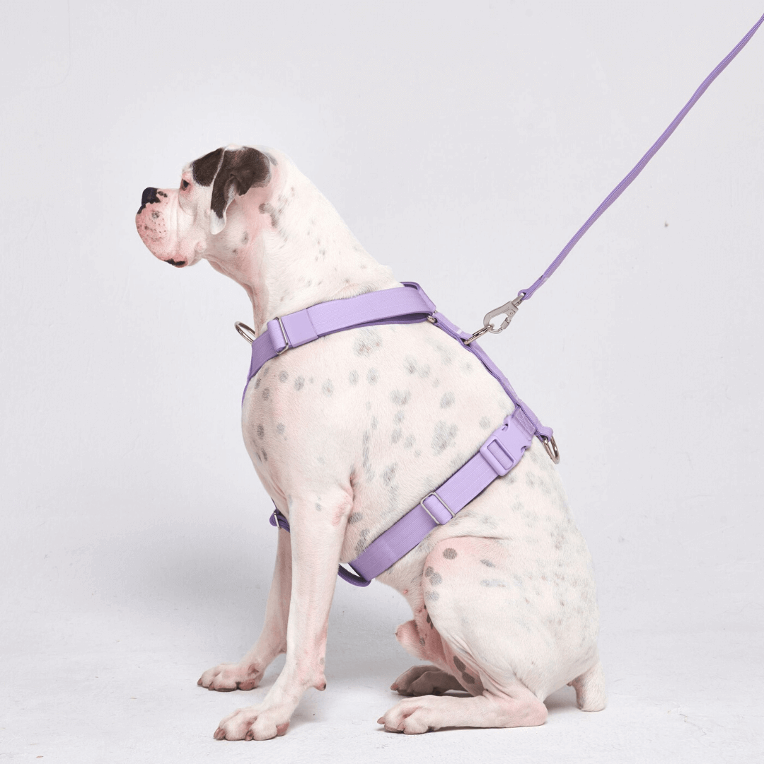 Comfort Control No-Pull Dog Harnesses