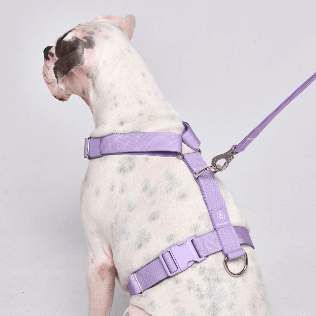 Comfort Control No-Pull Dog Harnesses