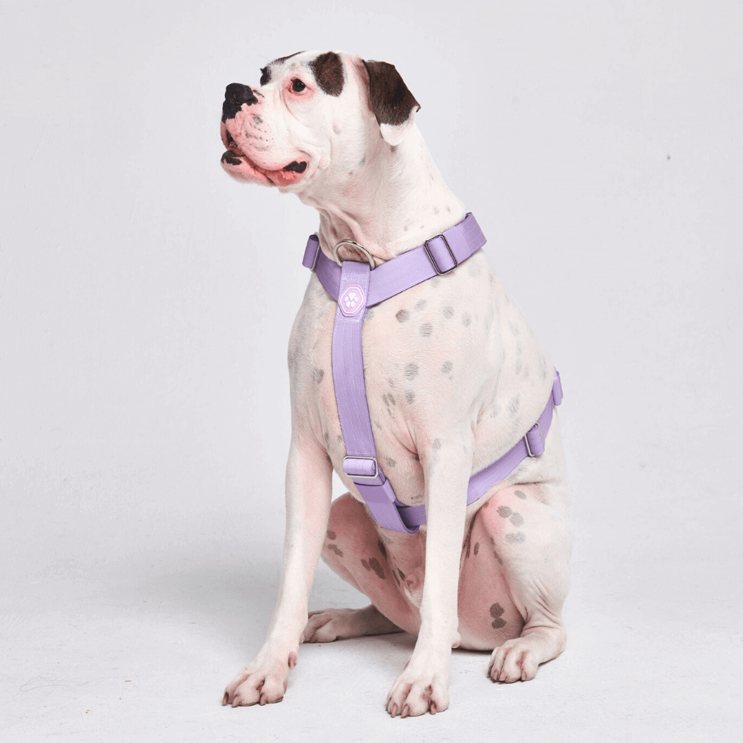 Comfort Control No-Pull Dog Harnesses