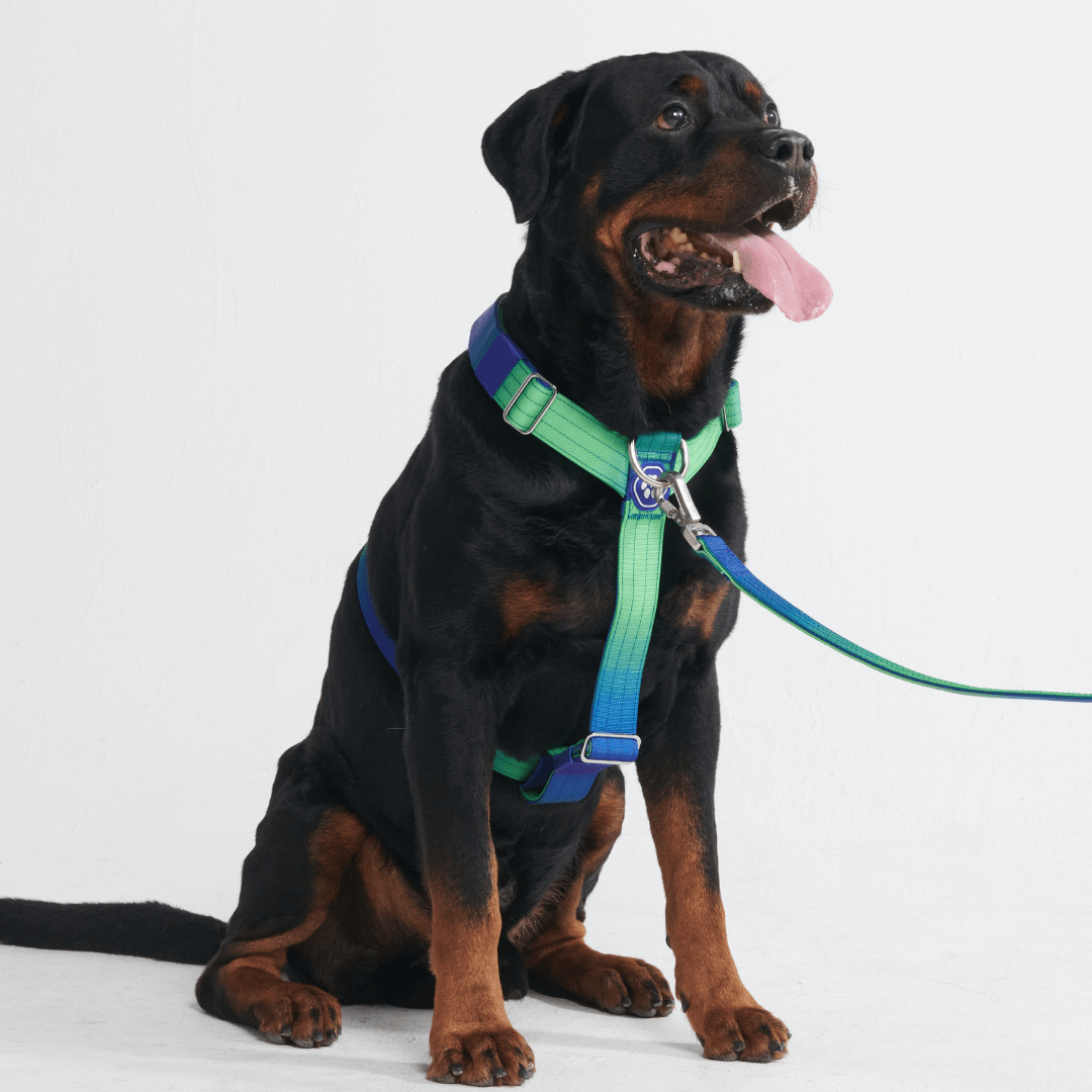 Comfort Control No-Pull Dog Harnesses