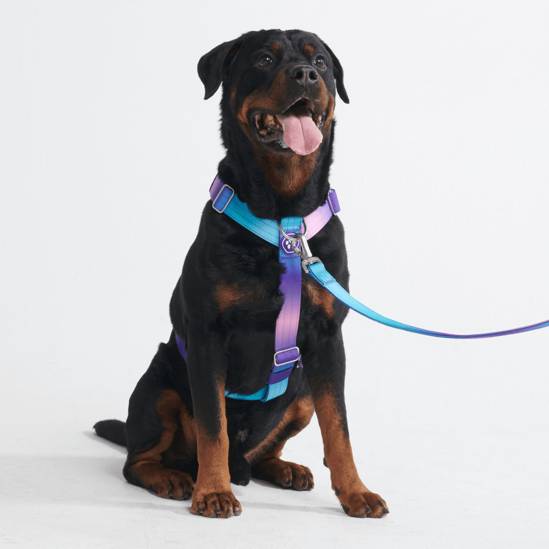 Comfort Control No-Pull Dog Harnesses